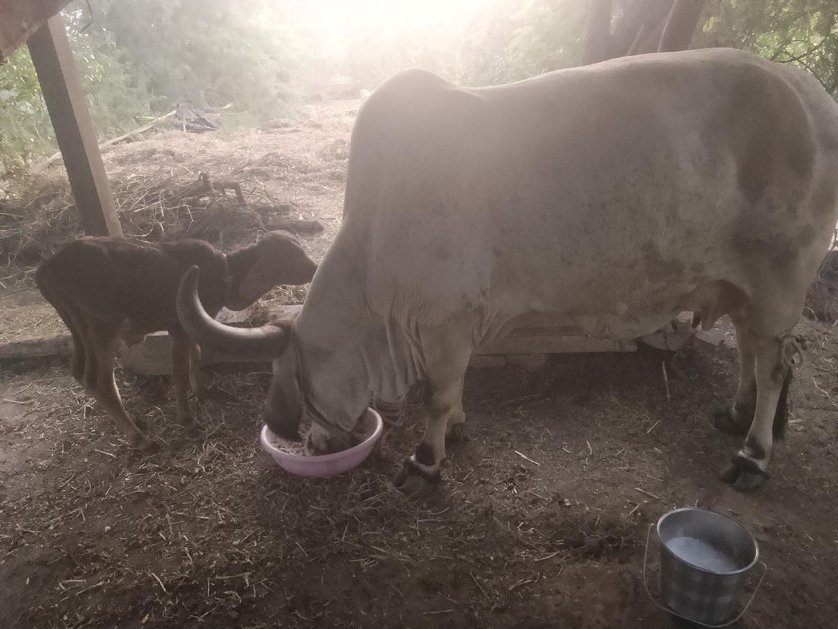 ત્રીજું.વેતર.નીચે..વાછડો