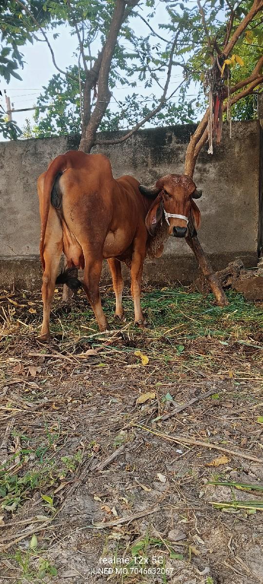 થંબનેલ 2