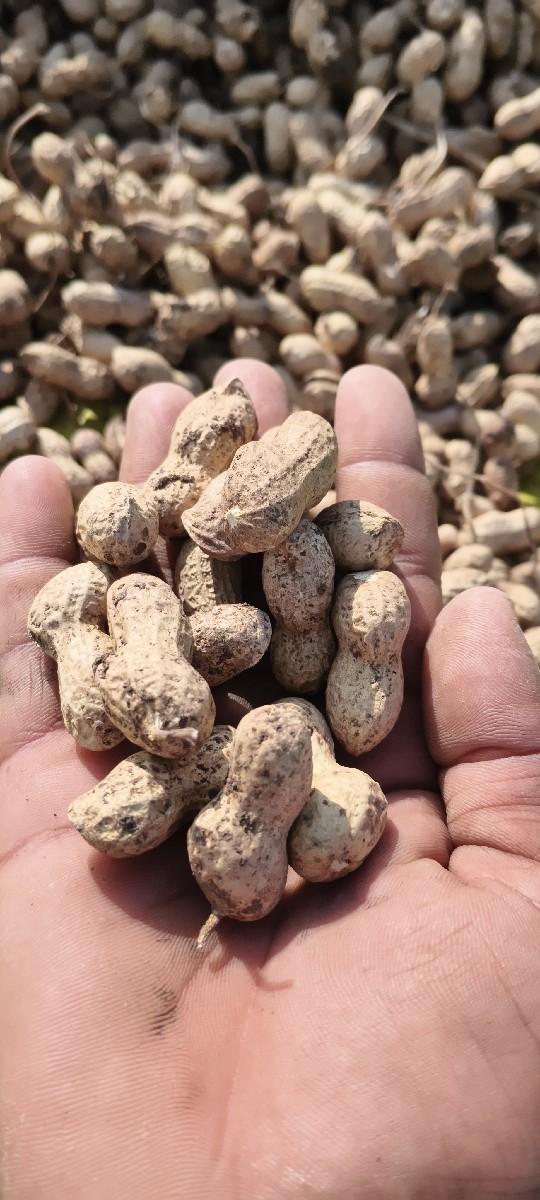 39 magafali biyaran kori che