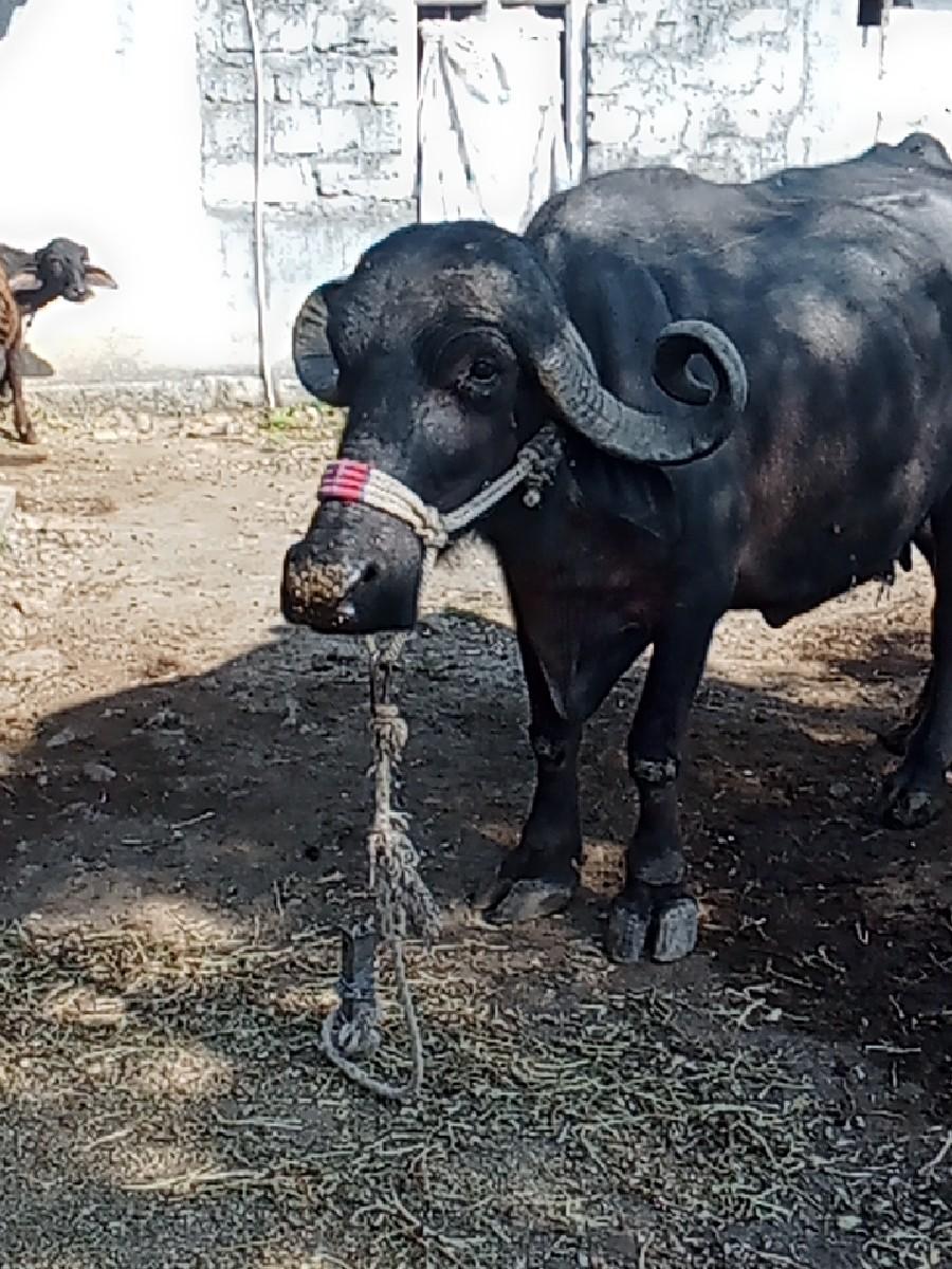 થંબનેલ 2