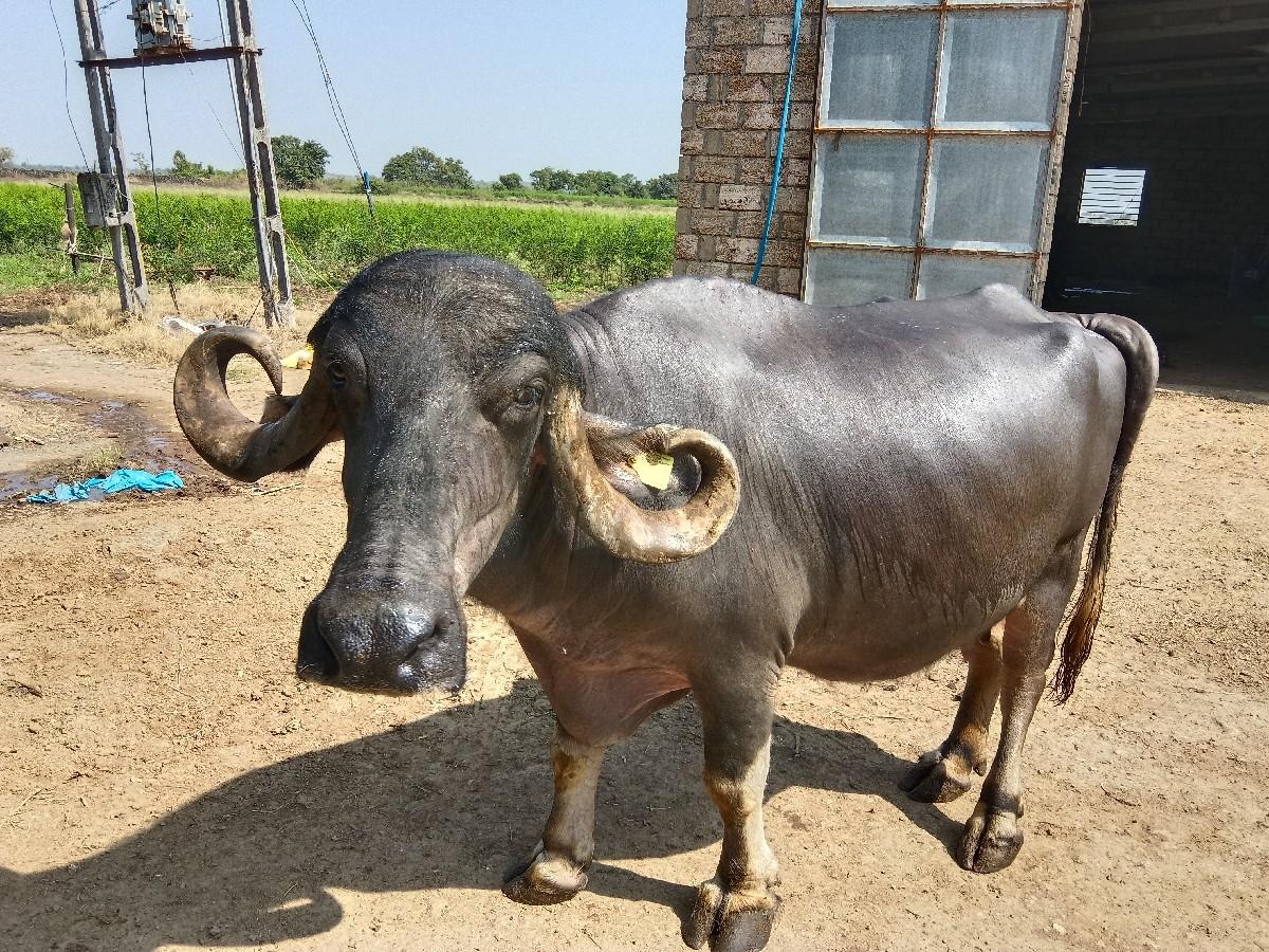 થંબનેલ 2