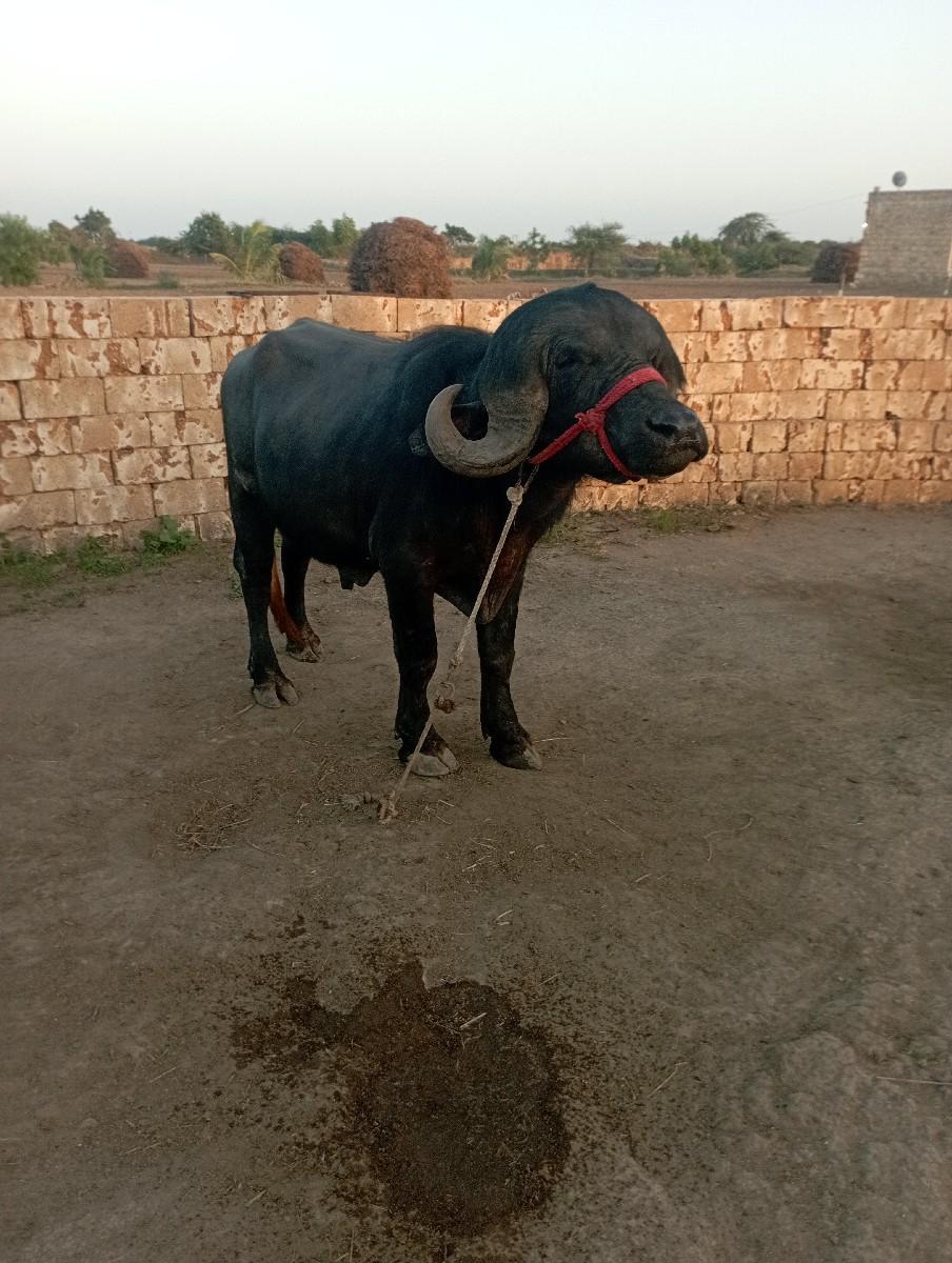 થંબનેલ 2