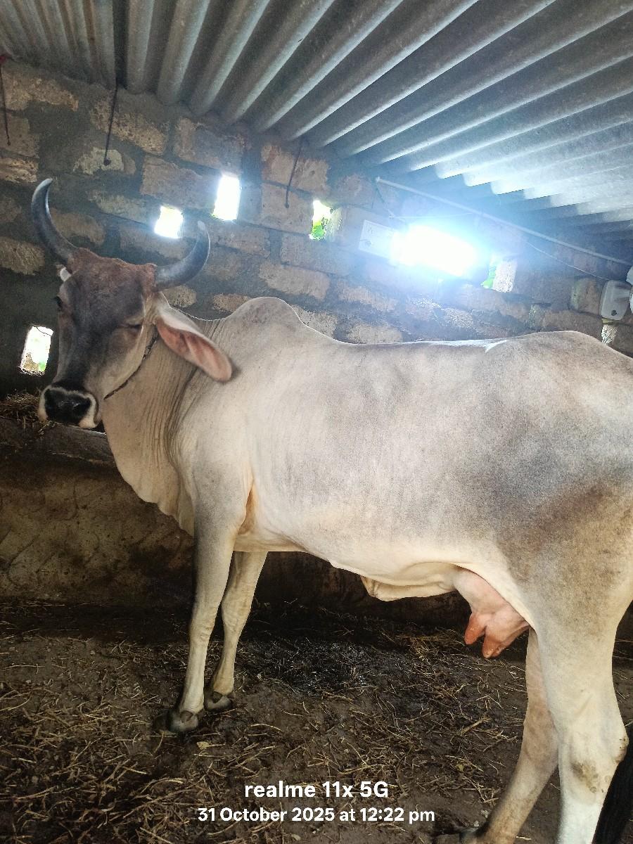 ગાય વેચવાની છે