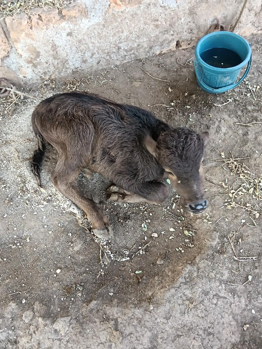 થંબનેલ 2