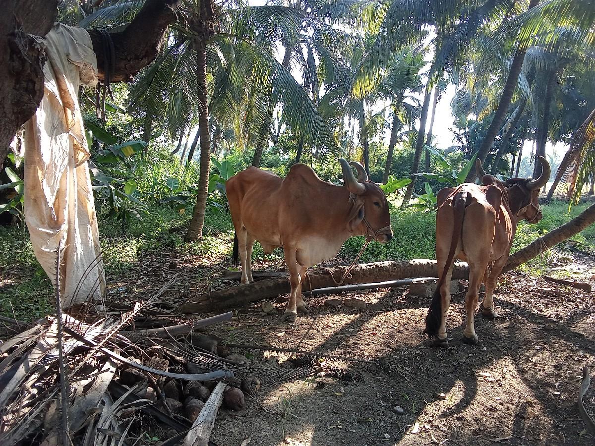 બળદ જોડી વેચવાના છે