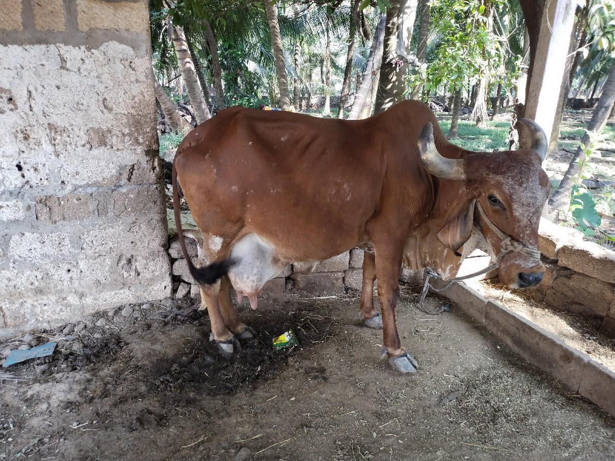 ગાય દેવાની છે