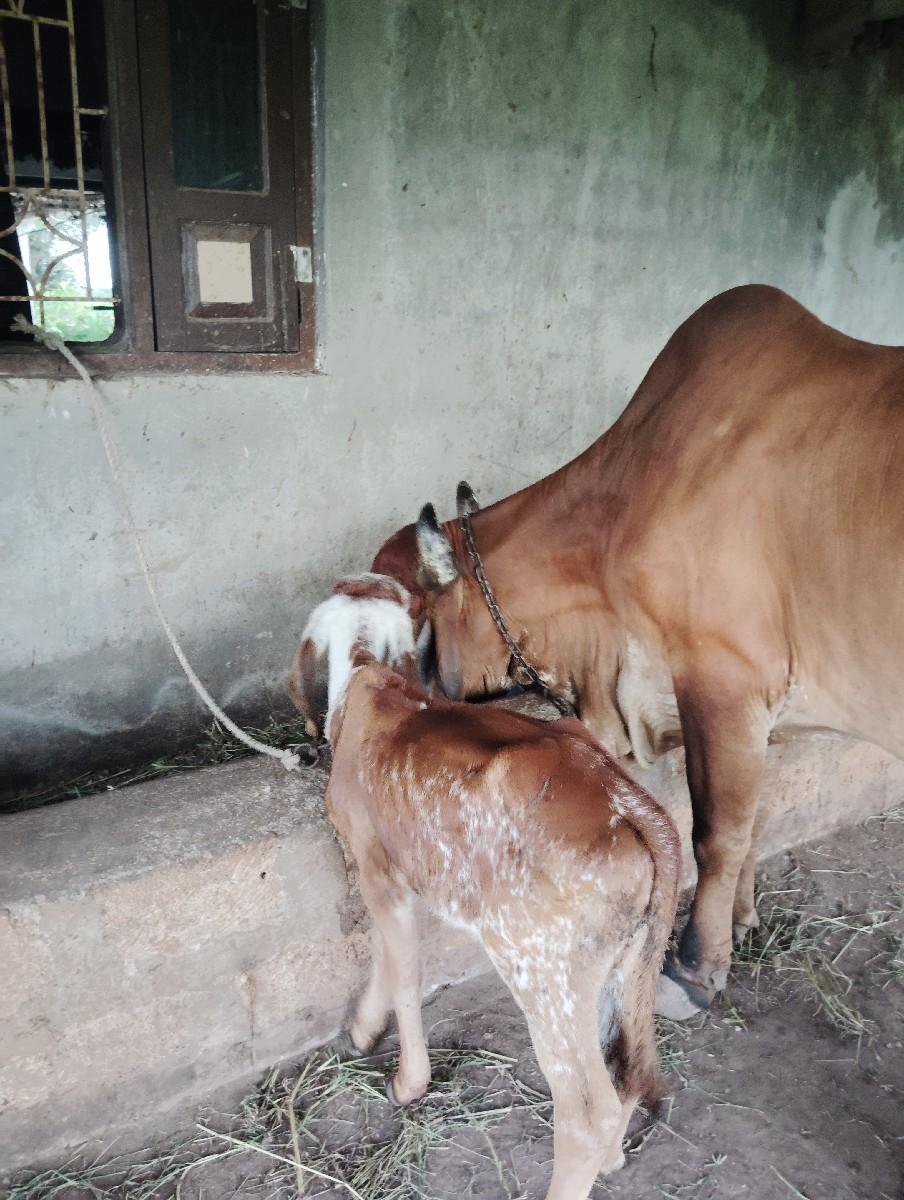 ગાય વેચવાની છે ત્રીજું વેતર વિયાણી