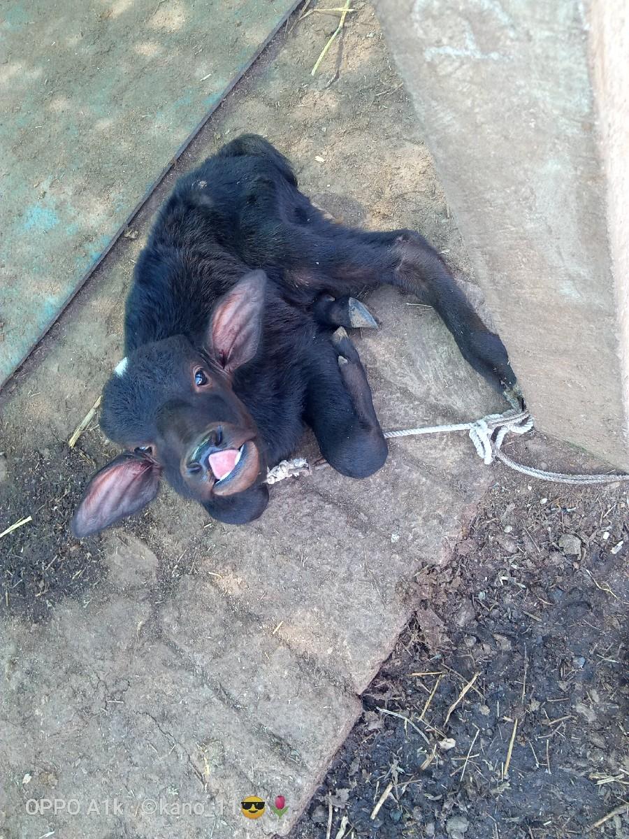 ભેંસ વેચવાની છે