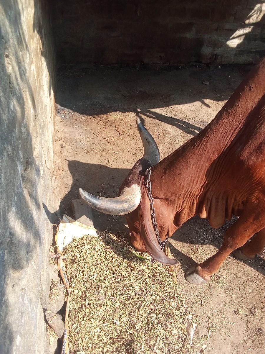 વેચવાની