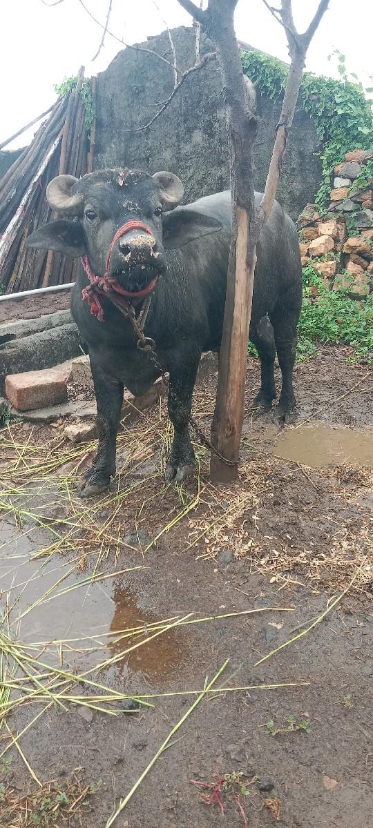 પાડો વેસવાનો છે