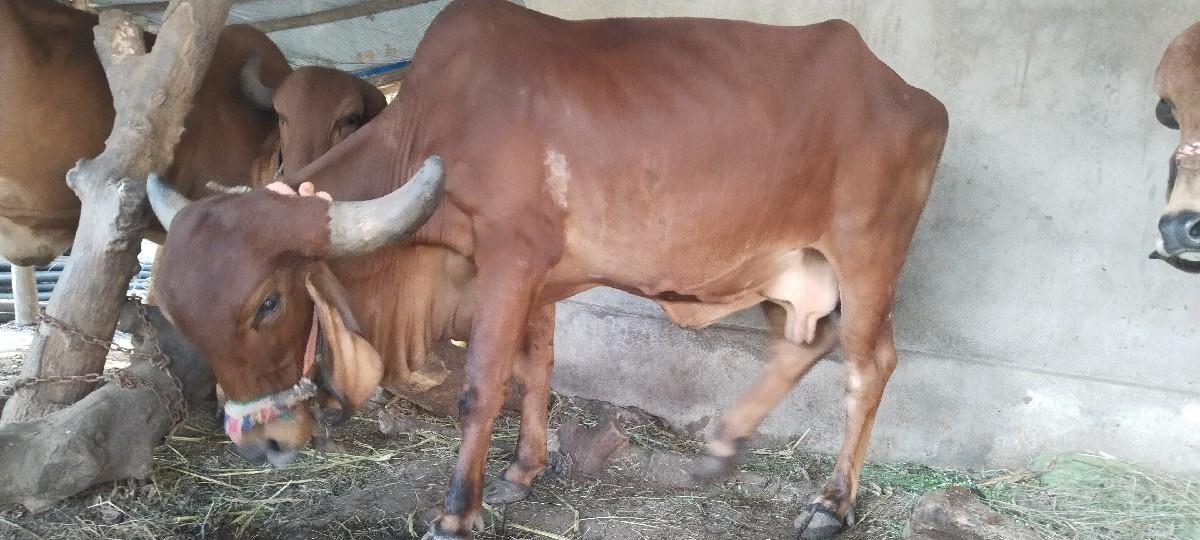 માહિતી માટે ફોન કરવો