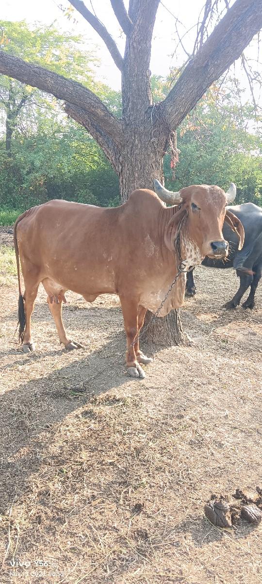 ગાય વેચવાની છે.