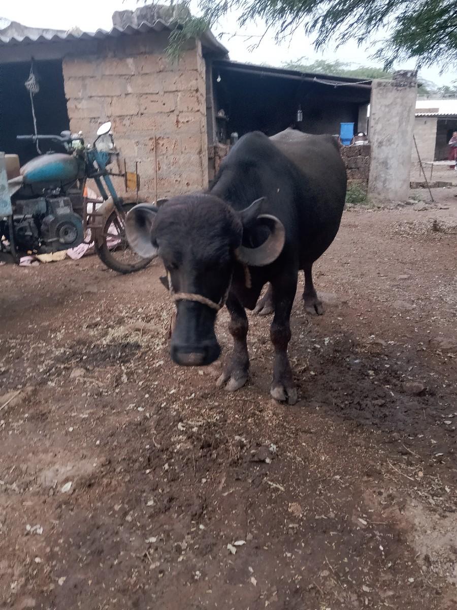 ભેંસ વેચવાની છે