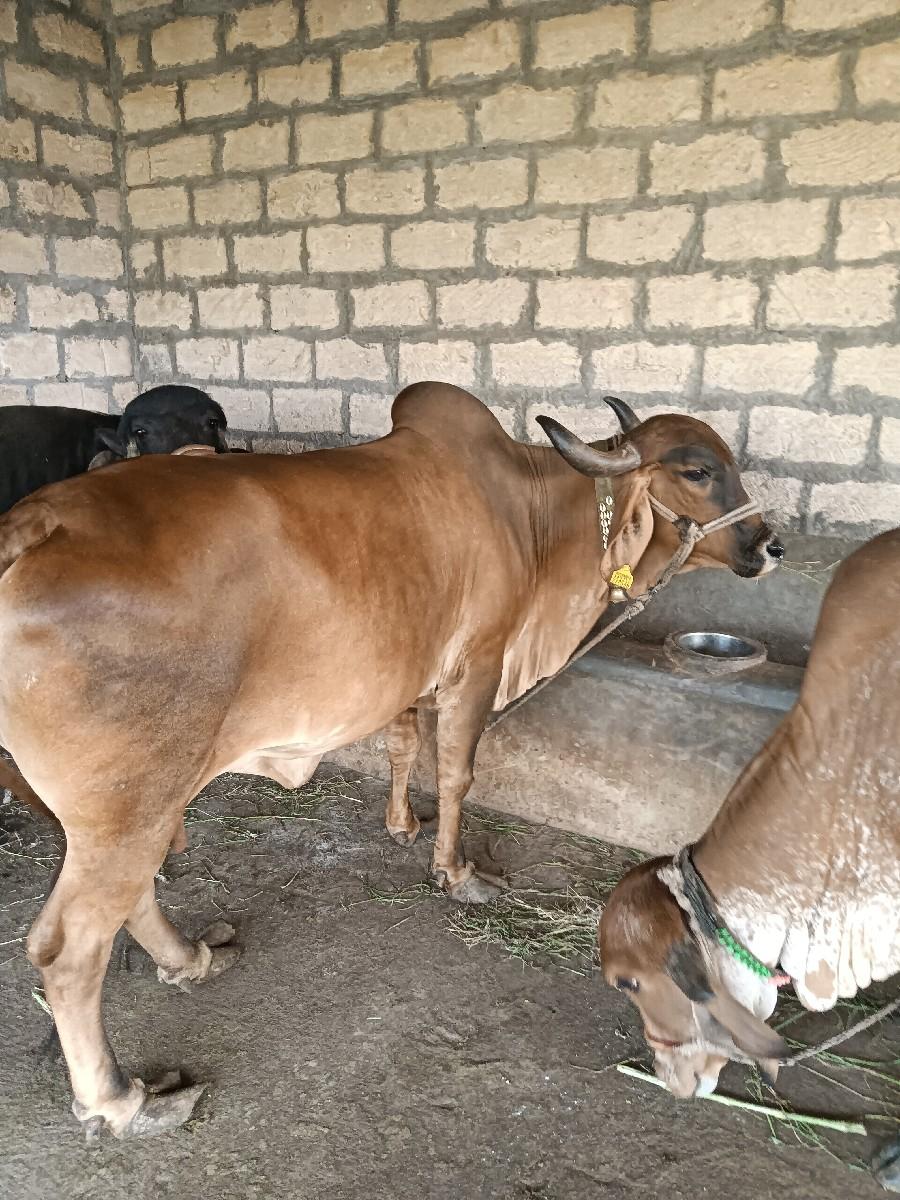 ગાય વેચવાની છે.