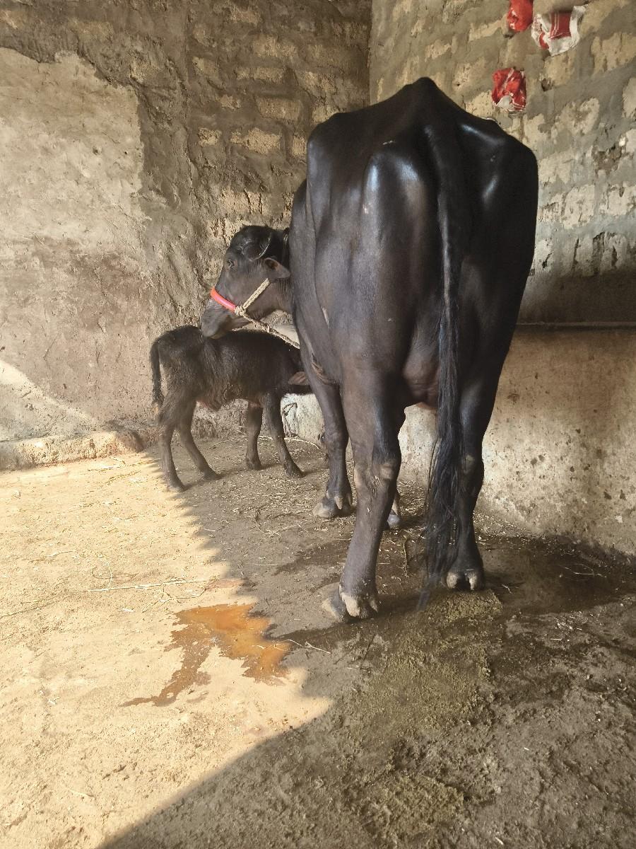 થંબનેલ 4