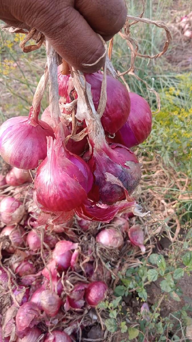 ડુંગળી દેવાનીછે