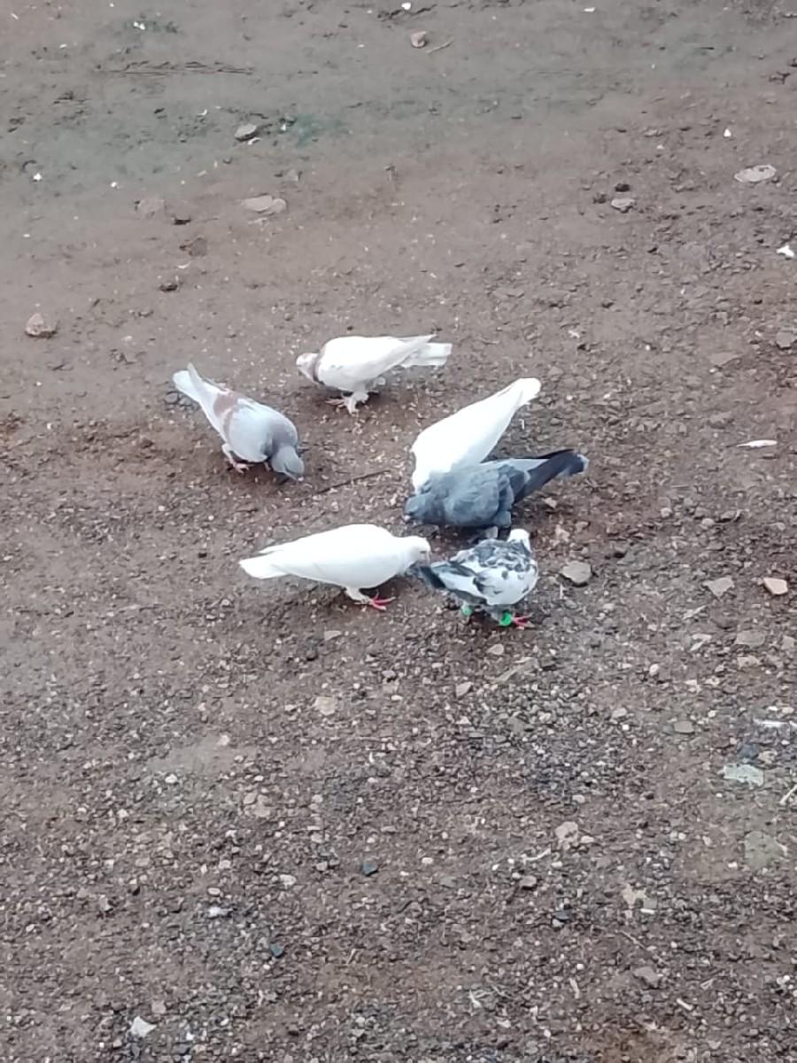 થંબનેલ 3