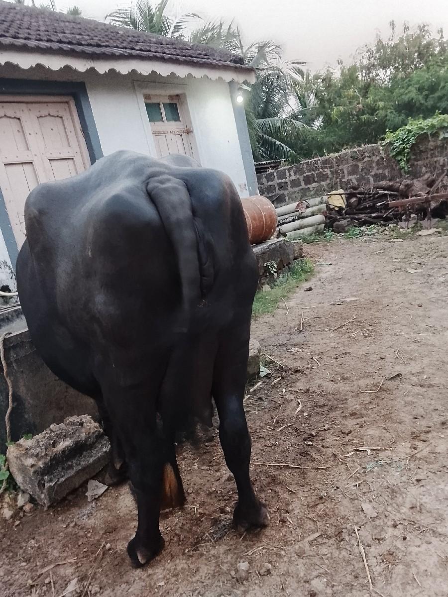 ભેંસ વેચવાની પેલૂવેતર છે