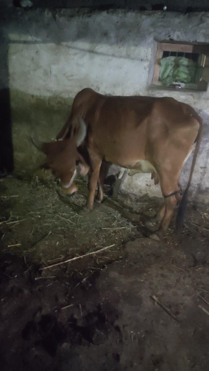 4 દિવસ પેલા વ્યાય ગય સે