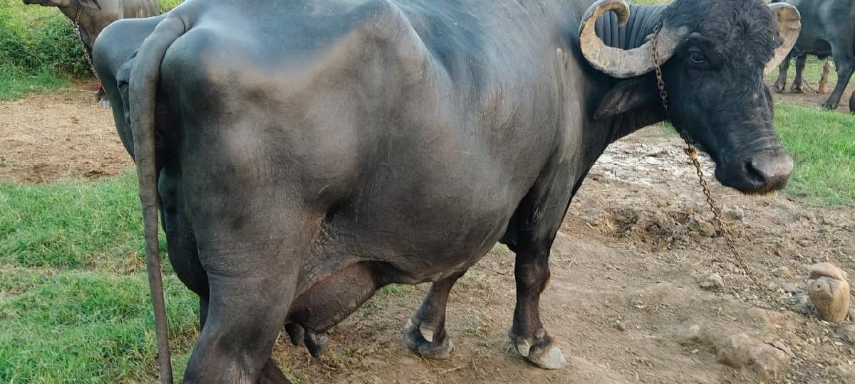 ભેંસ વેચવાની છે