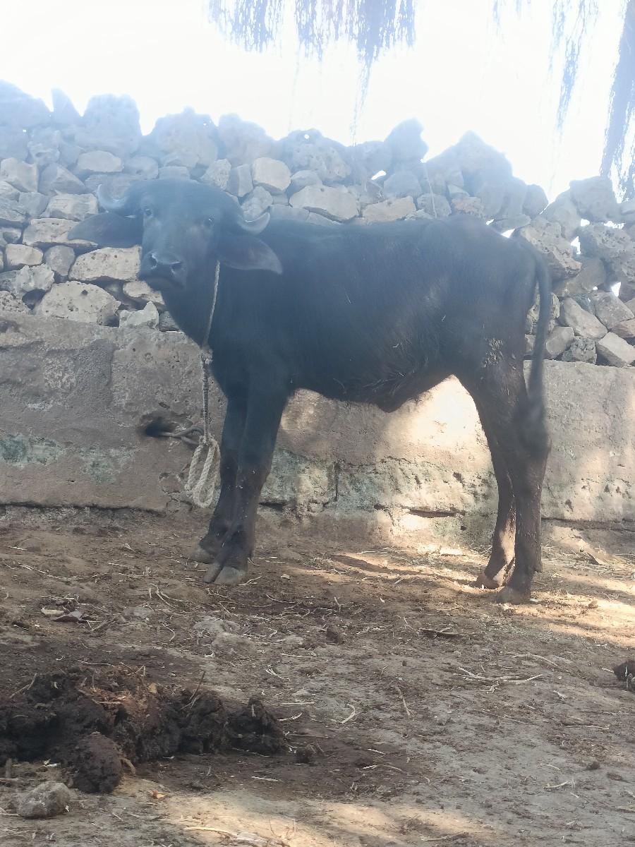 થંબનેલ 2