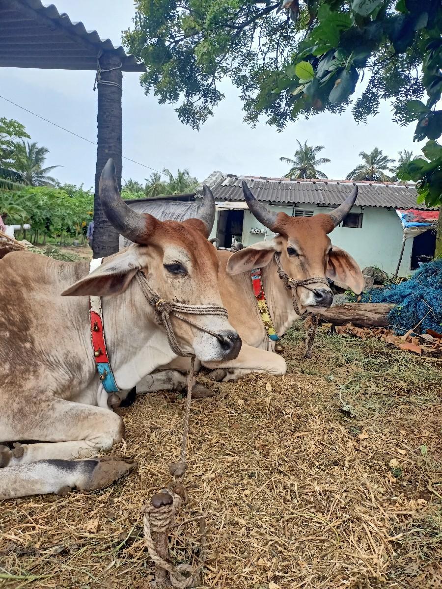 થંબનેલ 2