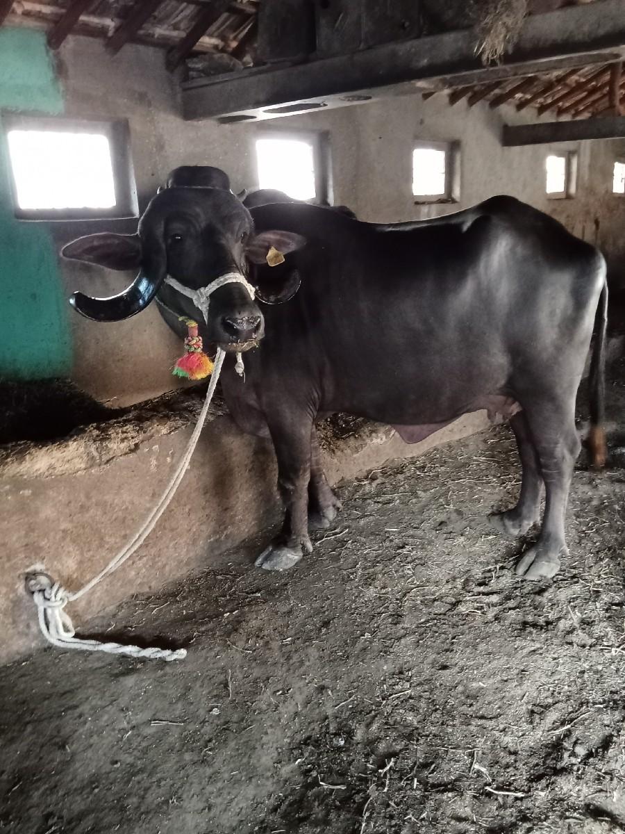 થંબનેલ 2