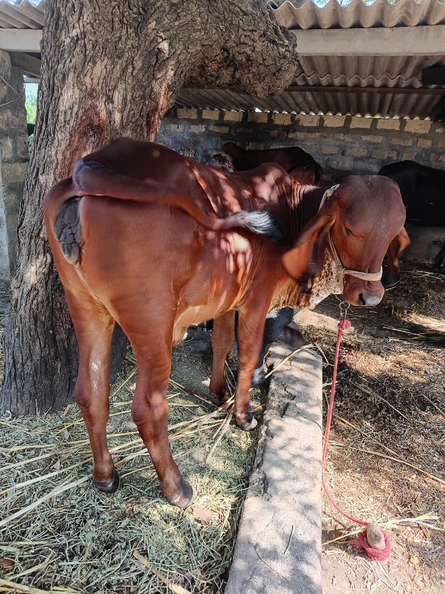 થંબનેલ 2