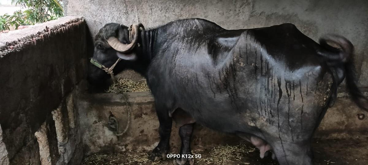 થંબનેલ 3