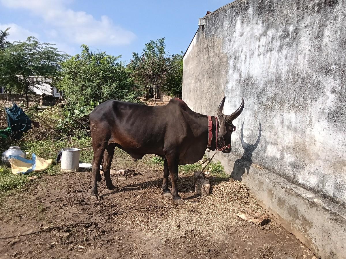 થંબનેલ 3