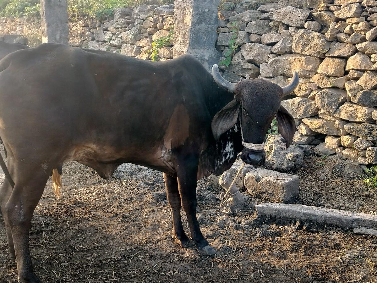 થંબનેલ 3