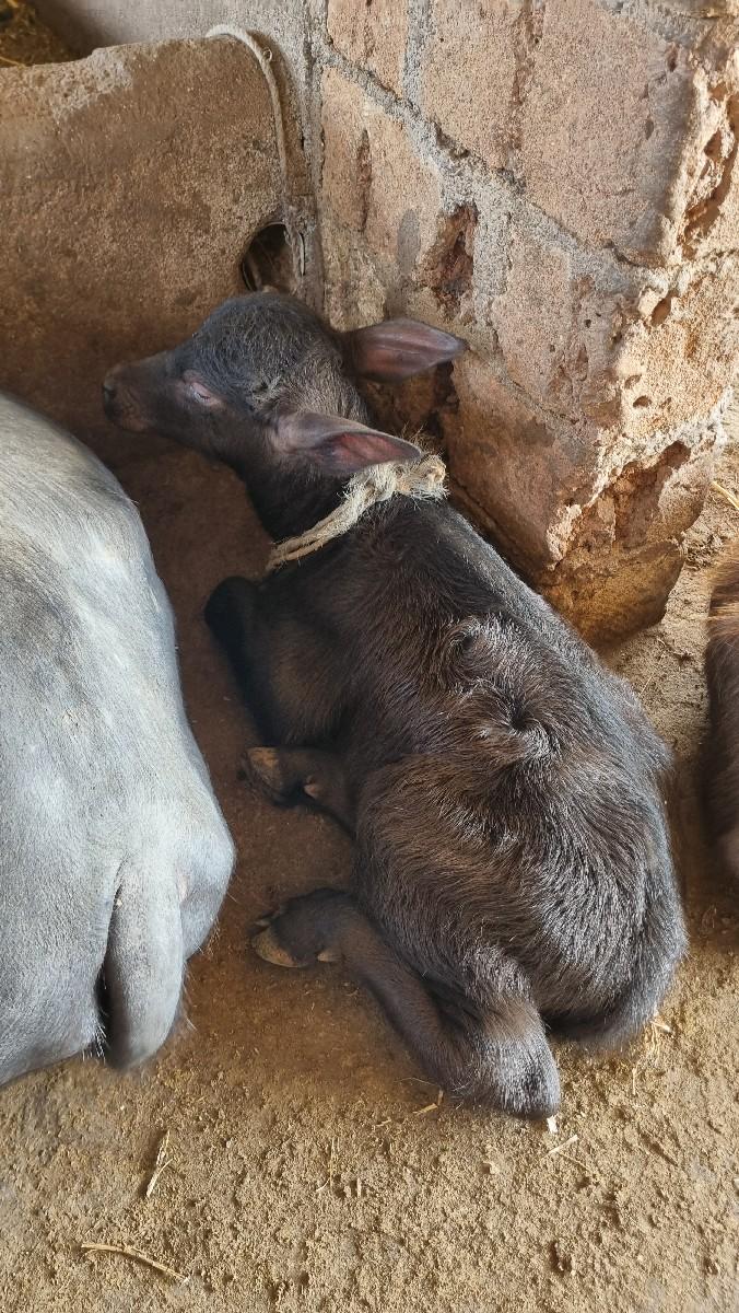 થંબનેલ 3