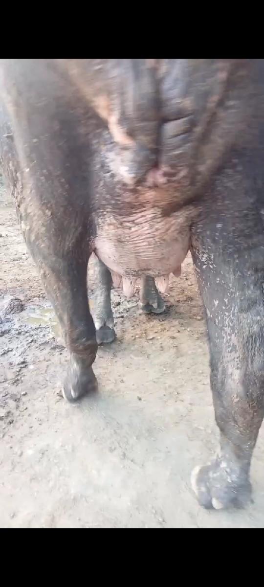 ખડેલી વેચવાની છે