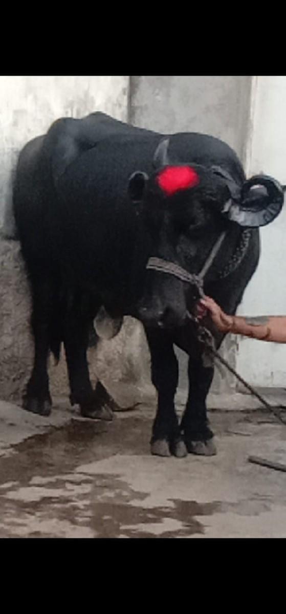 થંબનેલ 2