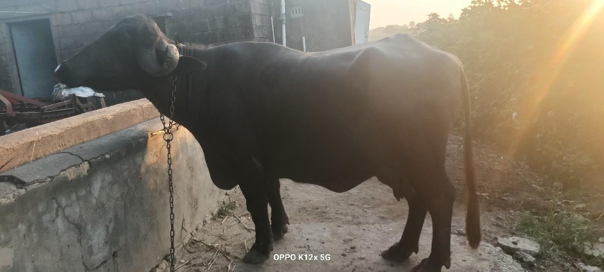 થંબનેલ 3