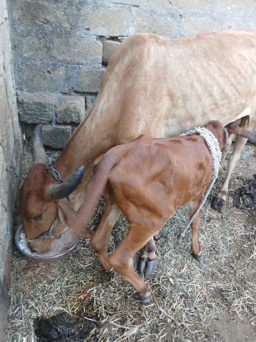 થંબનેલ 3