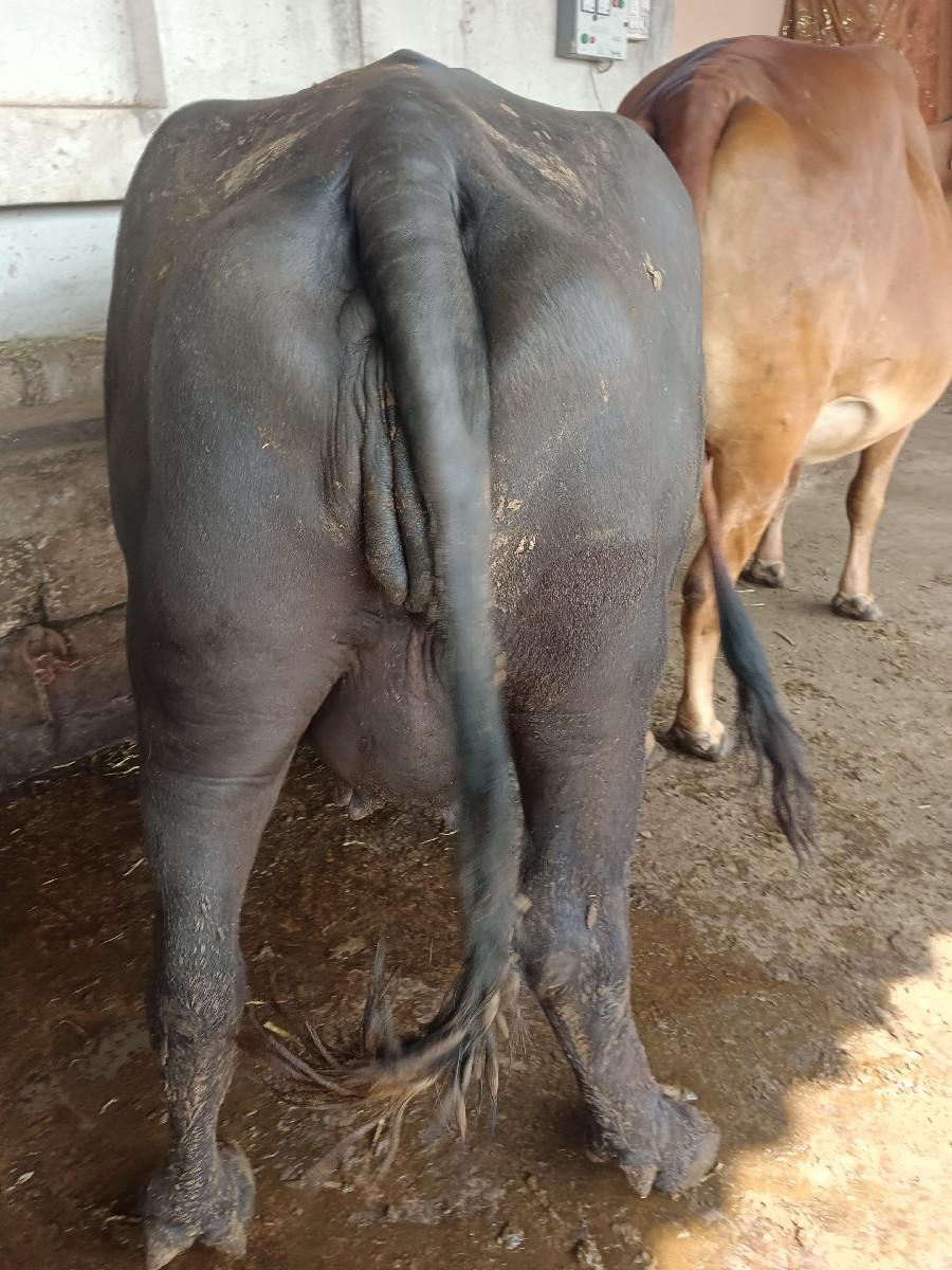 થંબનેલ 2