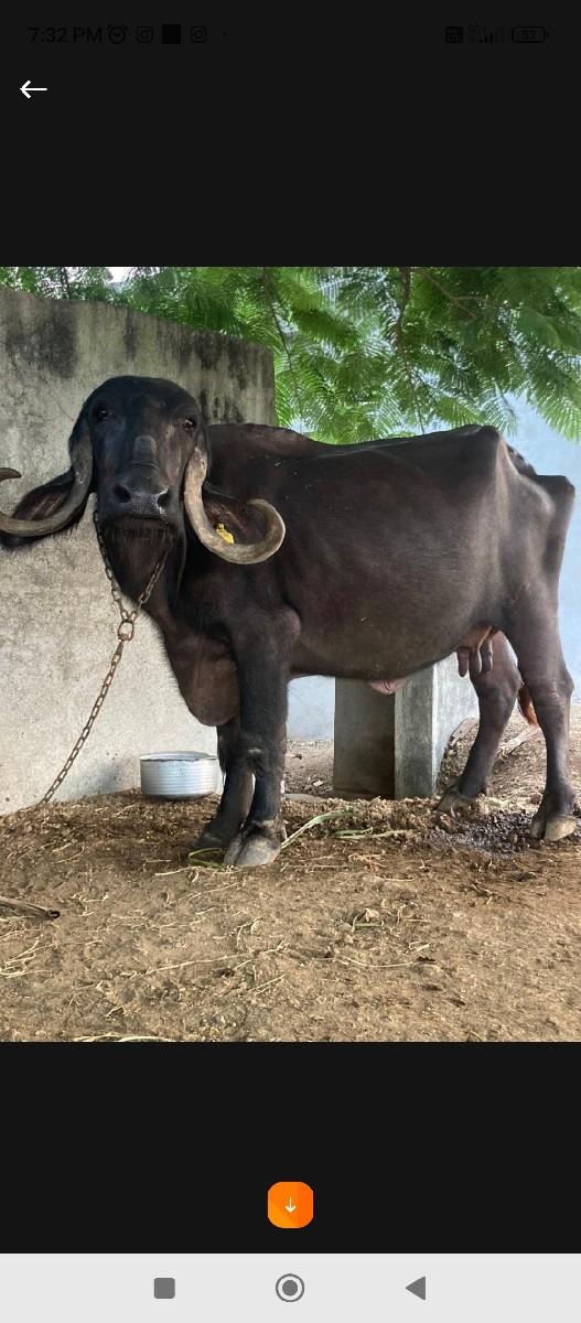 થંબનેલ 2