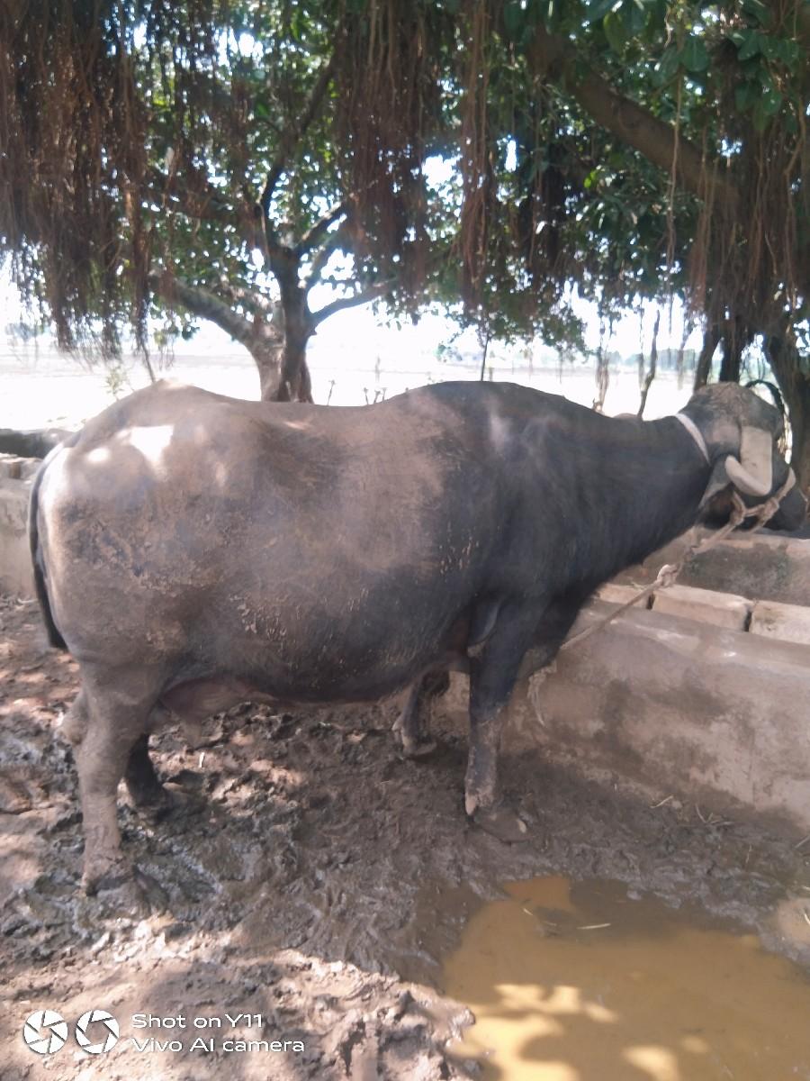 આ ભેસ વેચવા ની છે