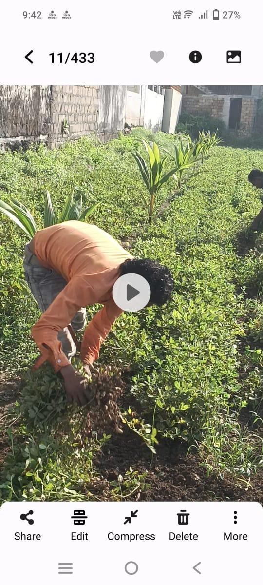 માંડવ્યુ વેચવાનુ છે