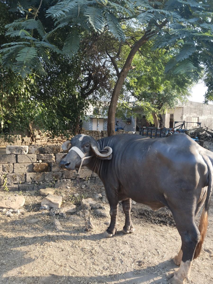 આ પેલ વેતર ખડેલું બેસવાનું સે