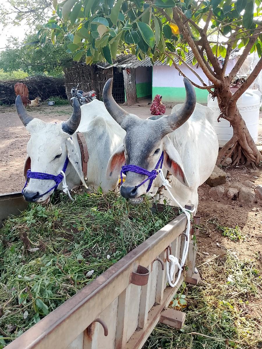 થંબનેલ 2