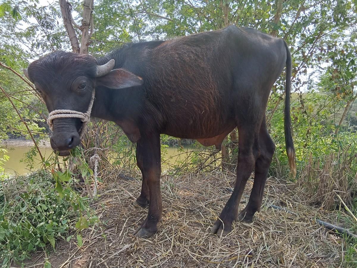 થંબનેલ 3