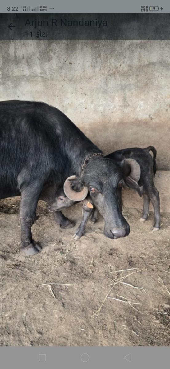 ભેંસ વેચવાની છે