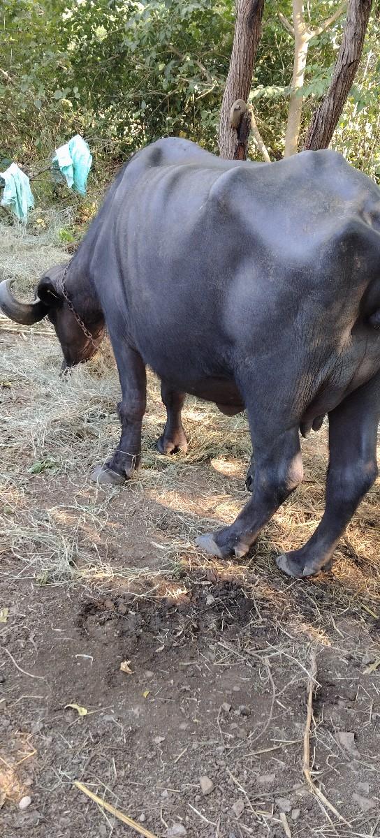 જાફરા બાદી ખડેલી વેસવાની સે