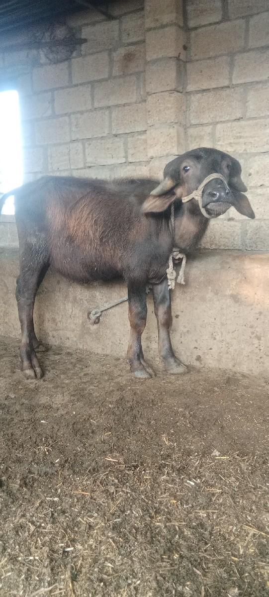 પડો વેચવાનું છે