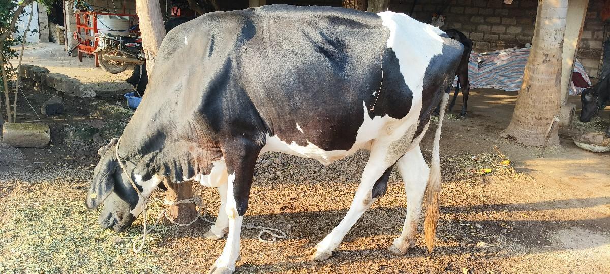 વેશાવાની સે