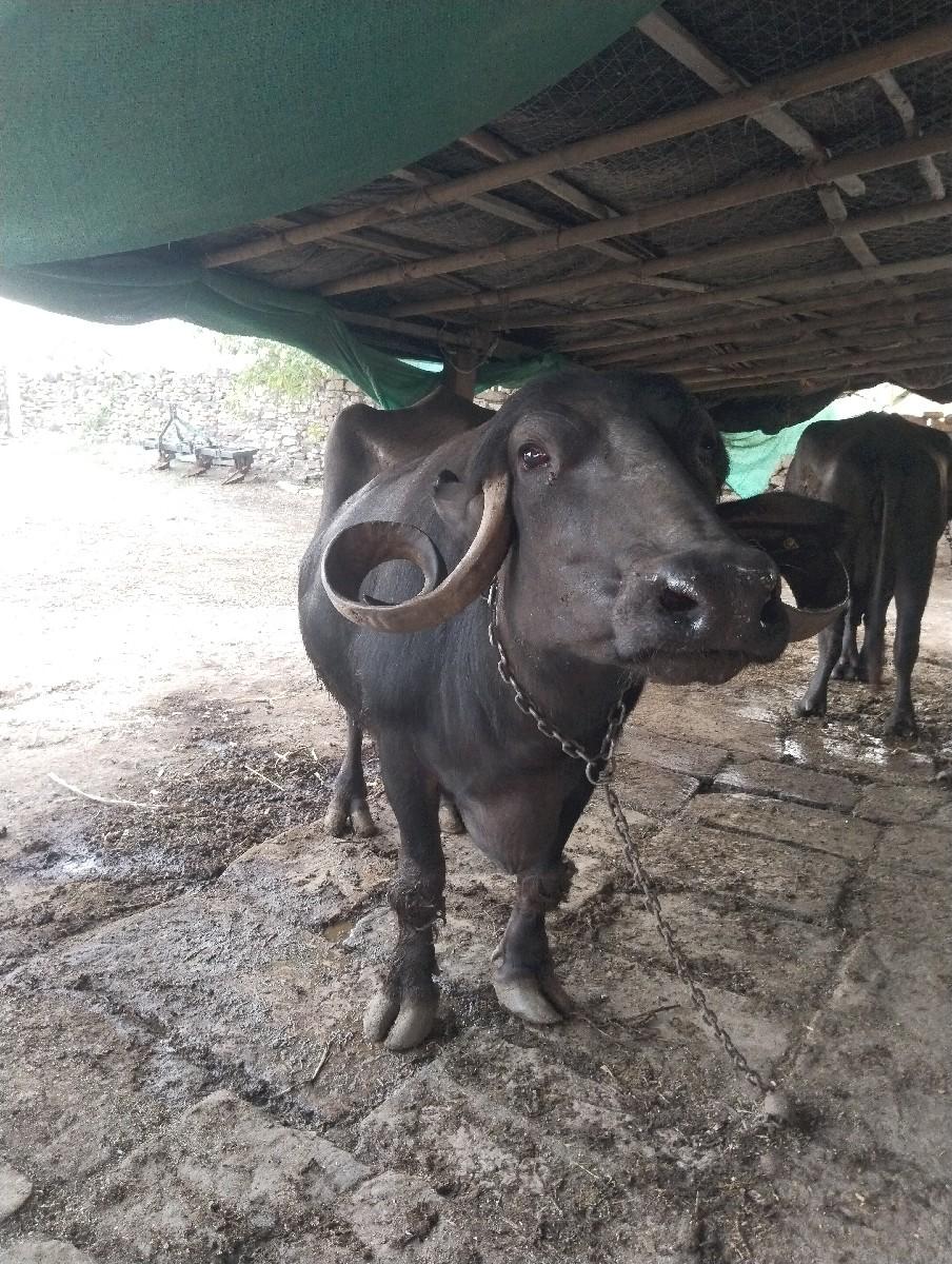 થંબનેલ 2