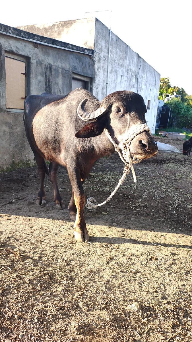 થંબનેલ 3