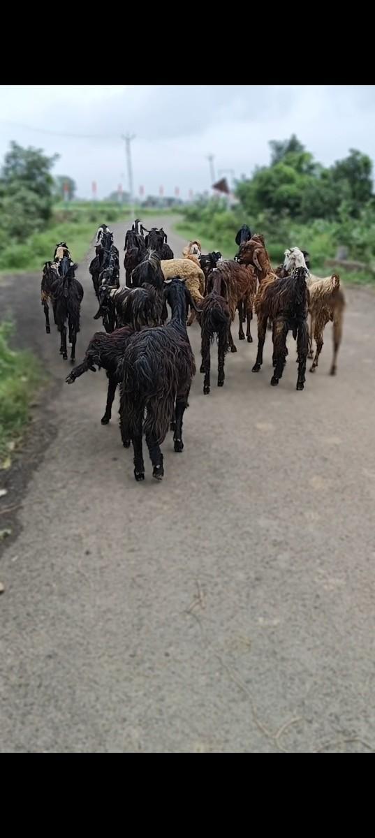 વેચવાનું